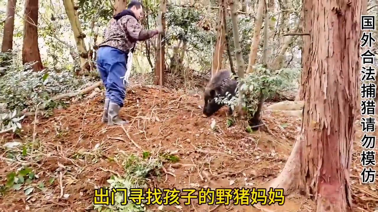 国外猎人布置铁笼陷阱轻松捕获一群小野猪#神奇动物在抖音