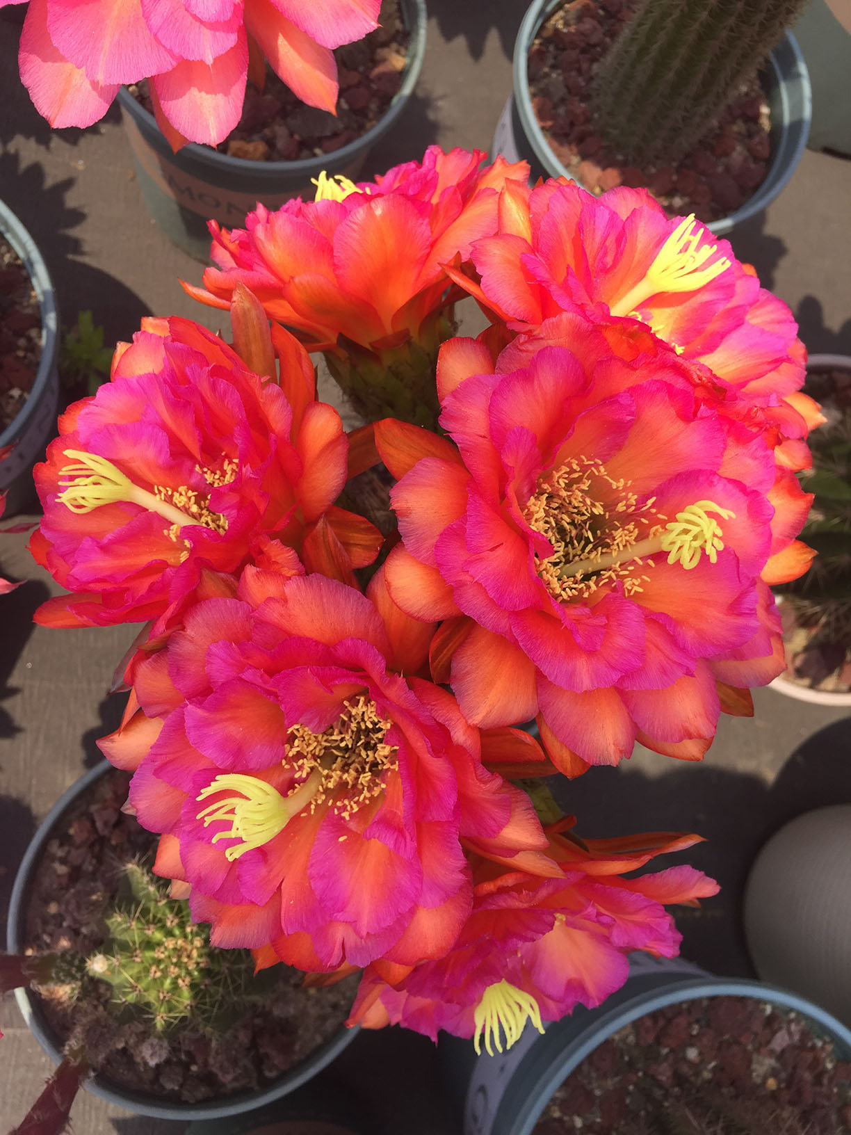 毛花柱仙人球品种大全,顶级精品仙人球花