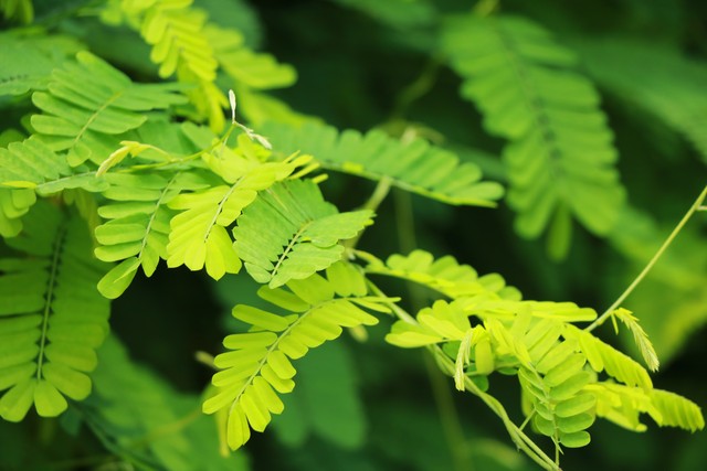 农村常见的祛湿草,农村常见祛湿草