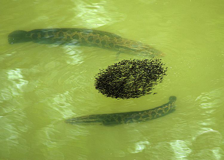 冰钓怎么钓黑鱼最好用,暮春手竿钓黑鱼全攻略