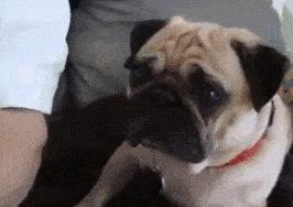 适合家养温顺的狗,什么狗狗最温顺听话好养