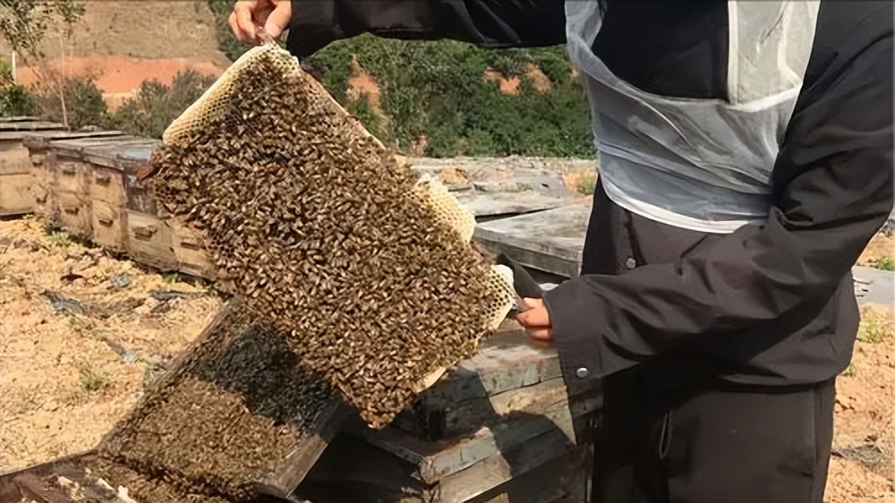 蜂蜜怎么发酵做成面膜的,家庭自制蜂蜜面膜怎么做的呢