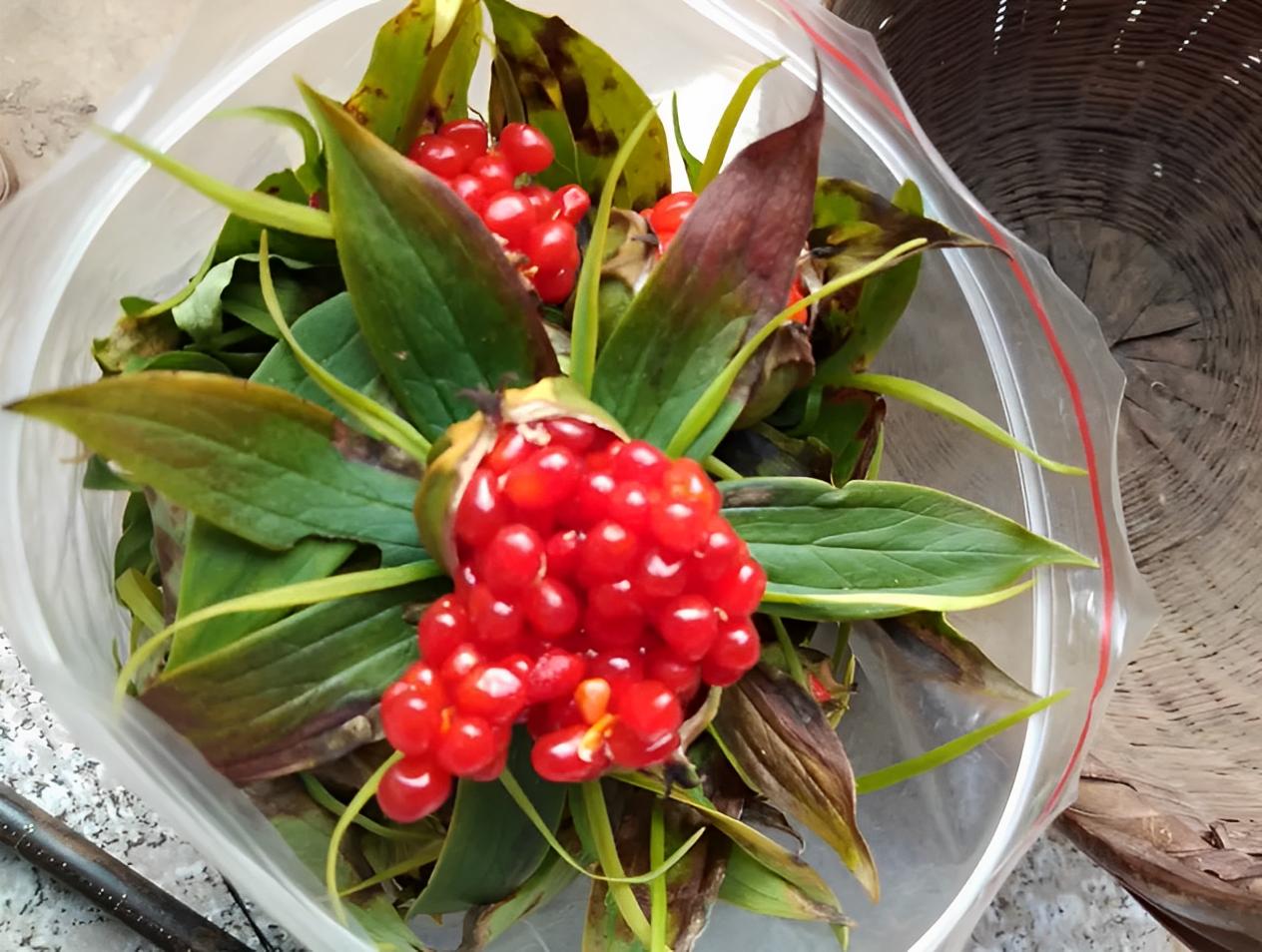 在竹林里被踩踏，俗称“金线重楼”，潮湿位置才有，如今珍贵