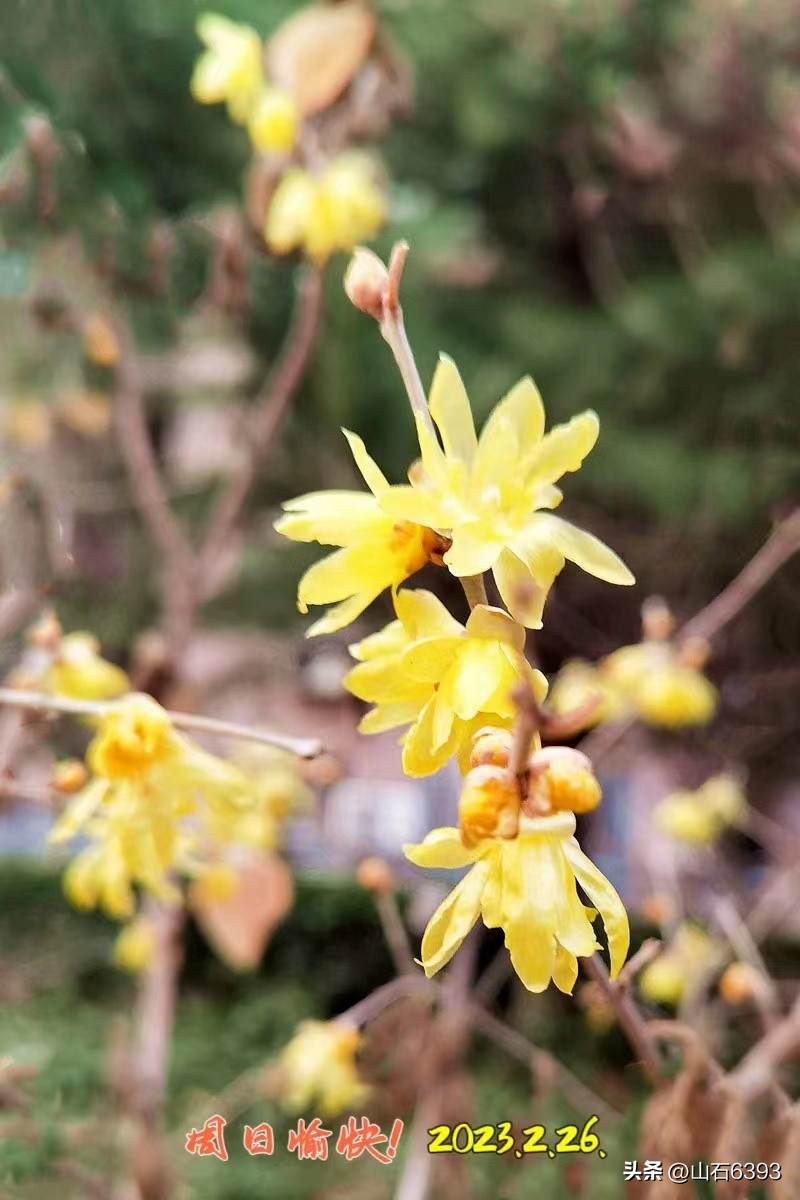 【战友美文】丁献礼“小诗余味”32:《来吧——与我一起种地吧》