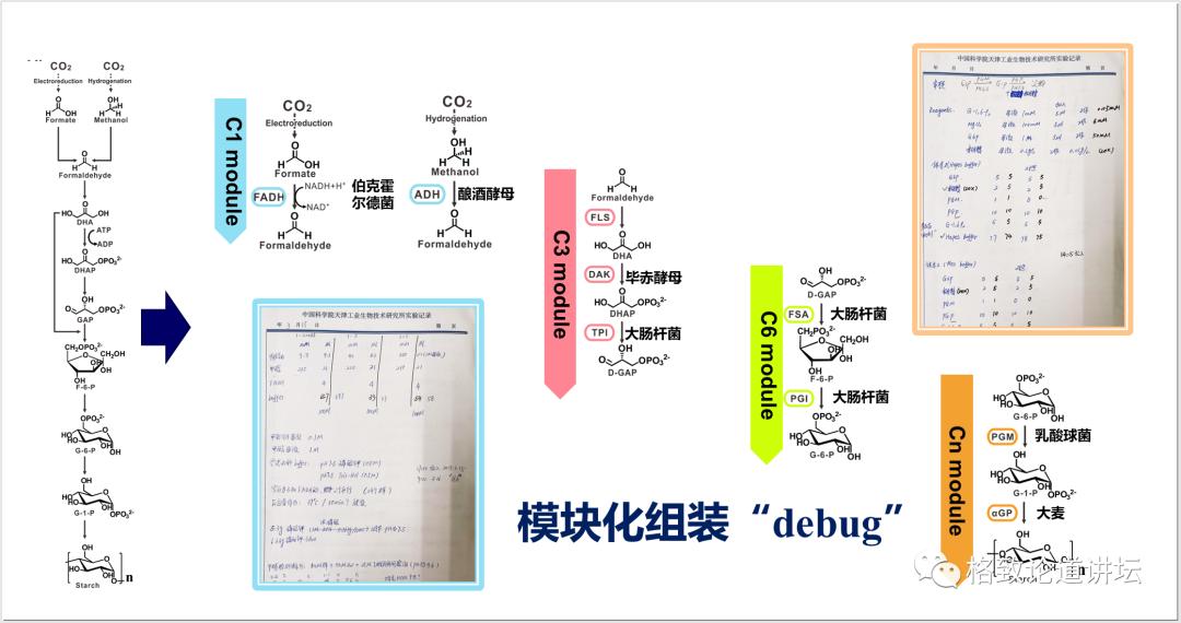二氧化碳变成淀粉靠谱吗,用二氧化碳合成的淀粉怎样吃