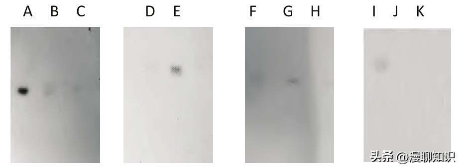 红豆杉的哪些细胞合成紫杉醇,红豆杉中控制紫杉醇形成的结构