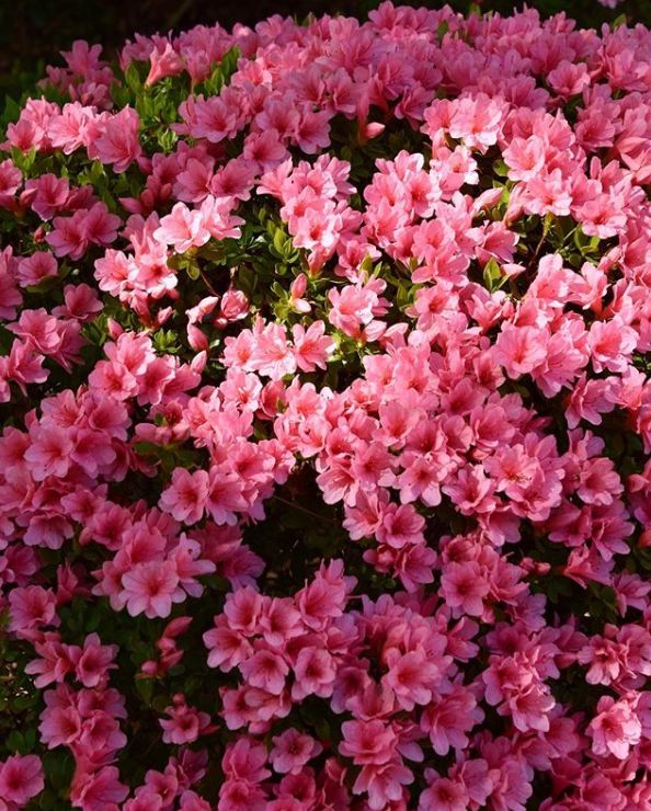 春季赏花景点有哪些,雅安周边春天赏花一日游最佳景点