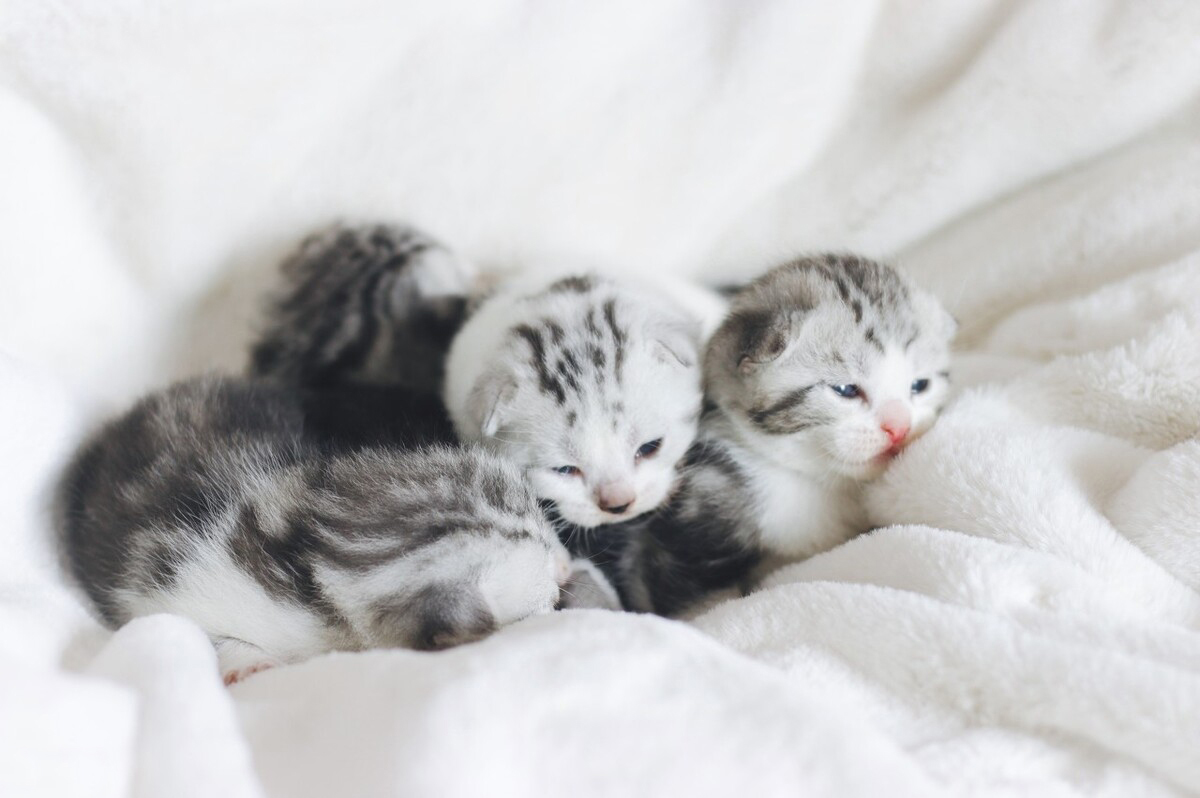 为什么狗的体型比猫的体型大,同等的体型狗跟猫哪个厉害