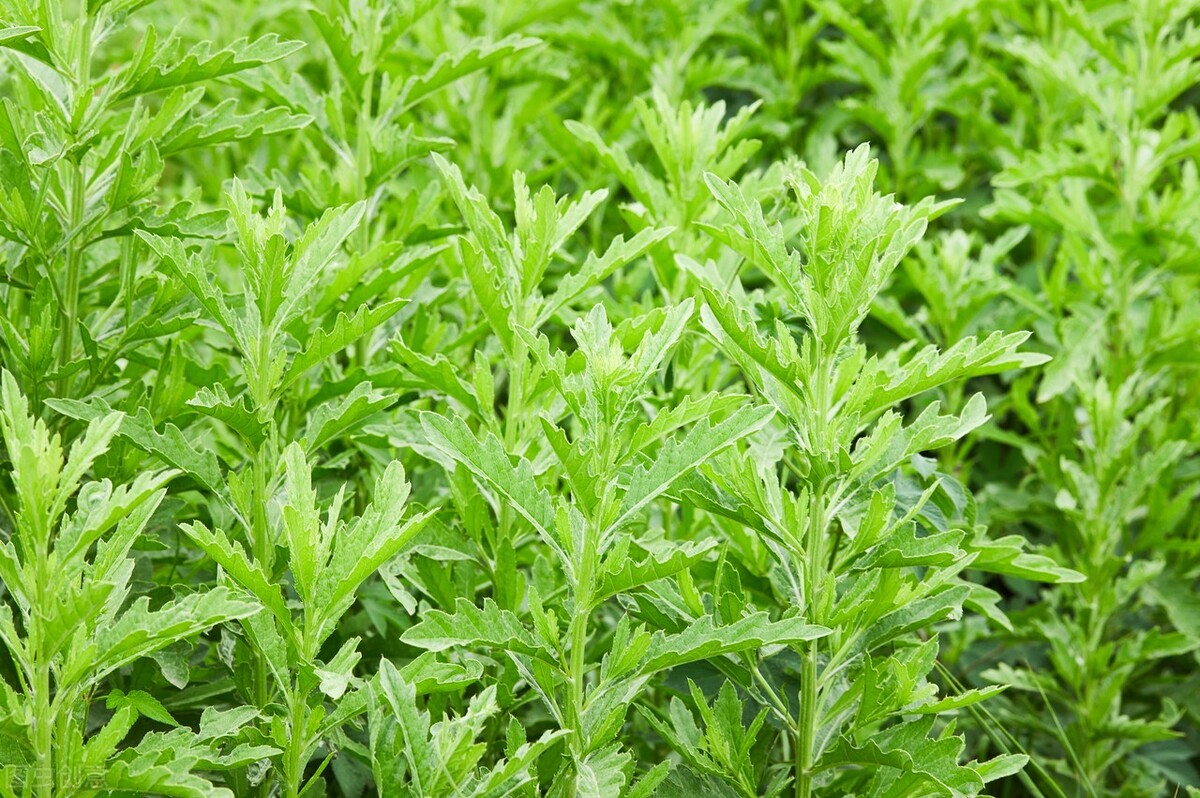 艾草的起源历史典故,艾草的前世今生你知道吗