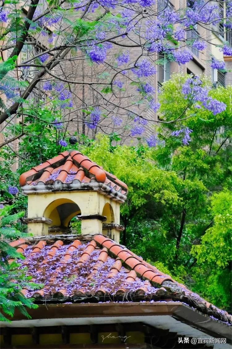 泸州蓝花楹打卡地,蓝花楹打卡点照片