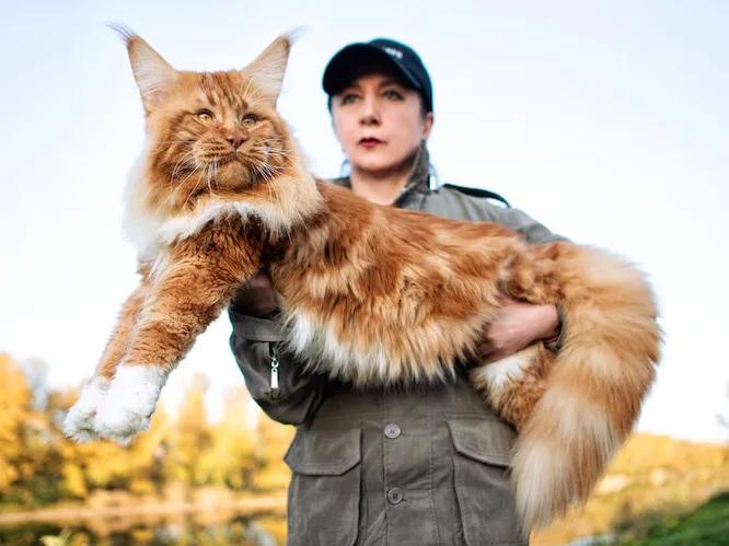 世界上最乖最小的猫猫,世界上最凶猛的猫猫是什么猫