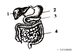 2021年山东省聊城市中考生物真题