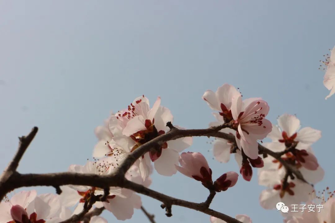 微雨，花语，嫣然风情