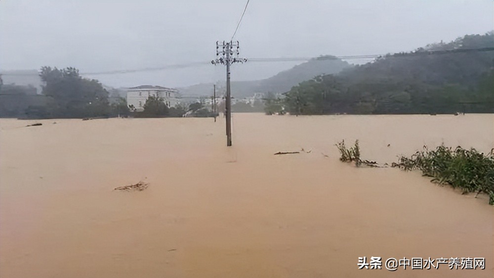北海牛蛙被水冲走了,牛蛙被大水冲走湖南