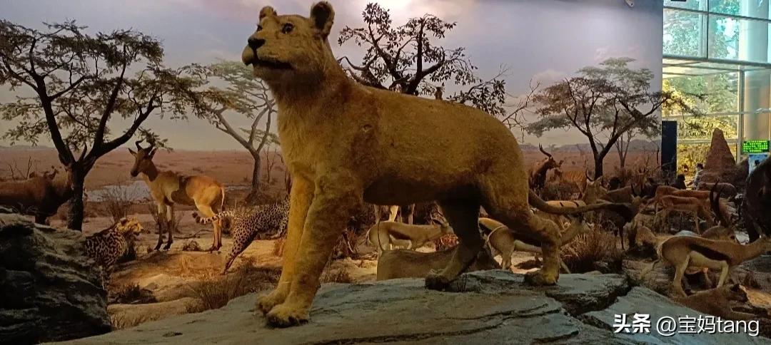 上海科技馆游玩全攻略,上海科技馆儿童馆攻略