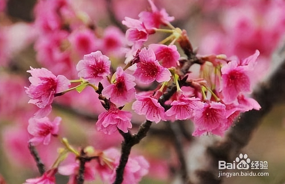 什么品种的樱花好活又好看,樱花的品种与图片大全