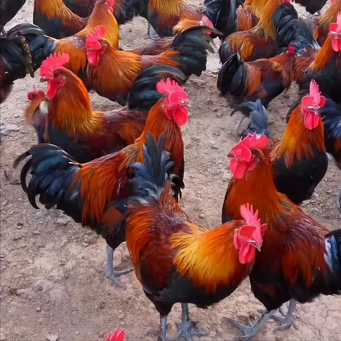 鸡得了皮肤型鸡痘怎么办,鸡长痘痘是什么原因