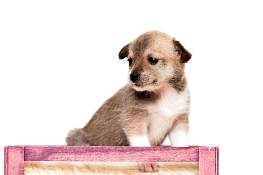 属狗人的感情是真的吗,属狗人经历几次恋爱成熟