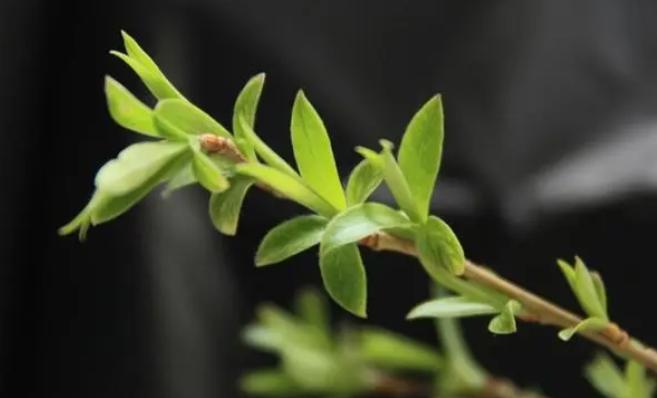 除湿热健脾胃最好的菜,健脾胃祛湿热的食谱儿童