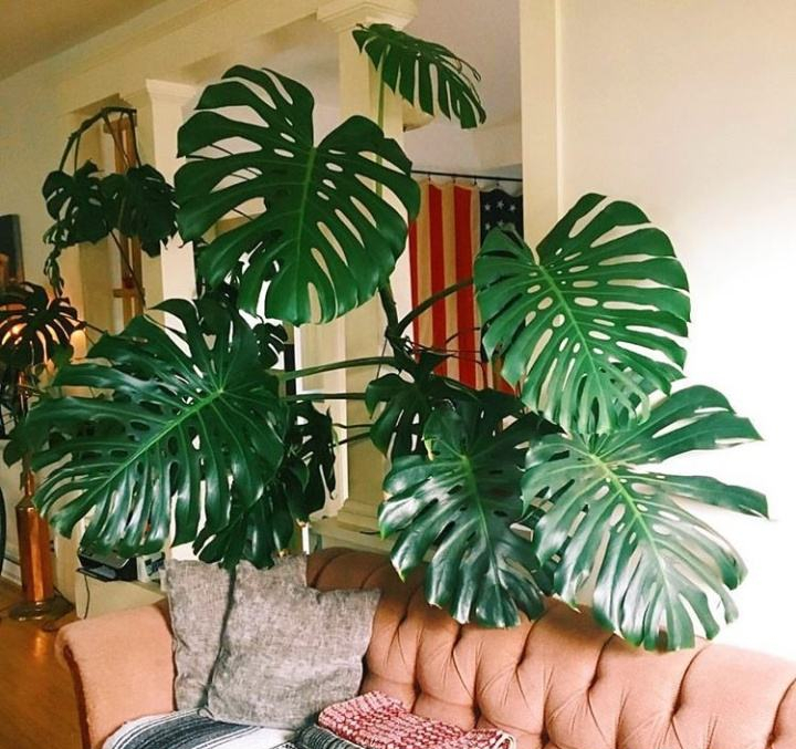 十种最吉利的镇宅绿植盆栽,阳台旺宅的大盆栽花