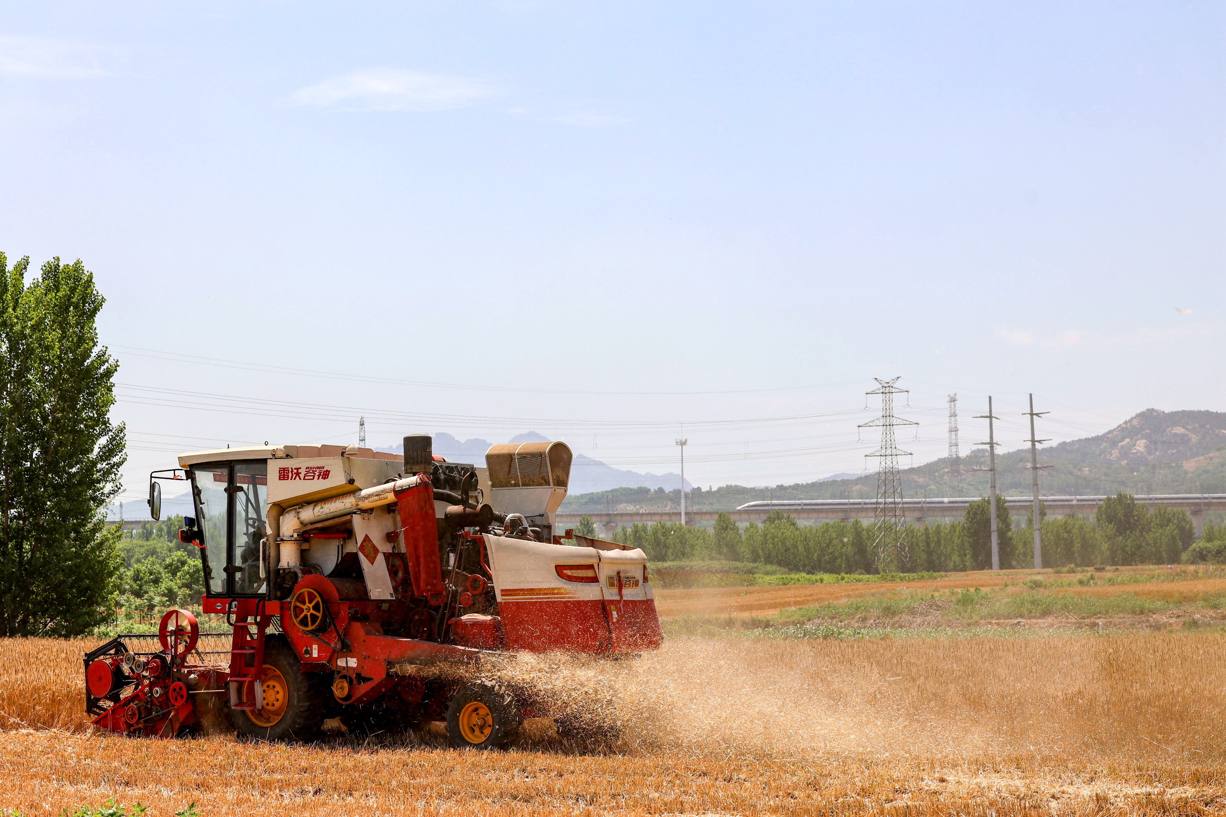 小麦丰收的画卷在错水河畔铺展，徐村麦浪滚滚，“丰”景如画