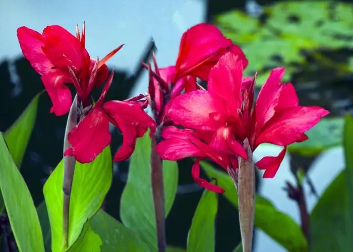 芒种时开得最好的花,芒种对应的花