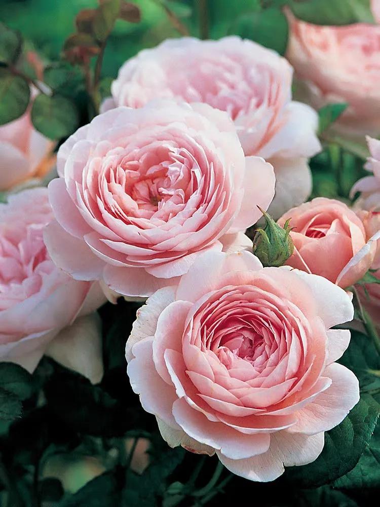 靠谱的月季花店铺,淘宝月季回购最好的店