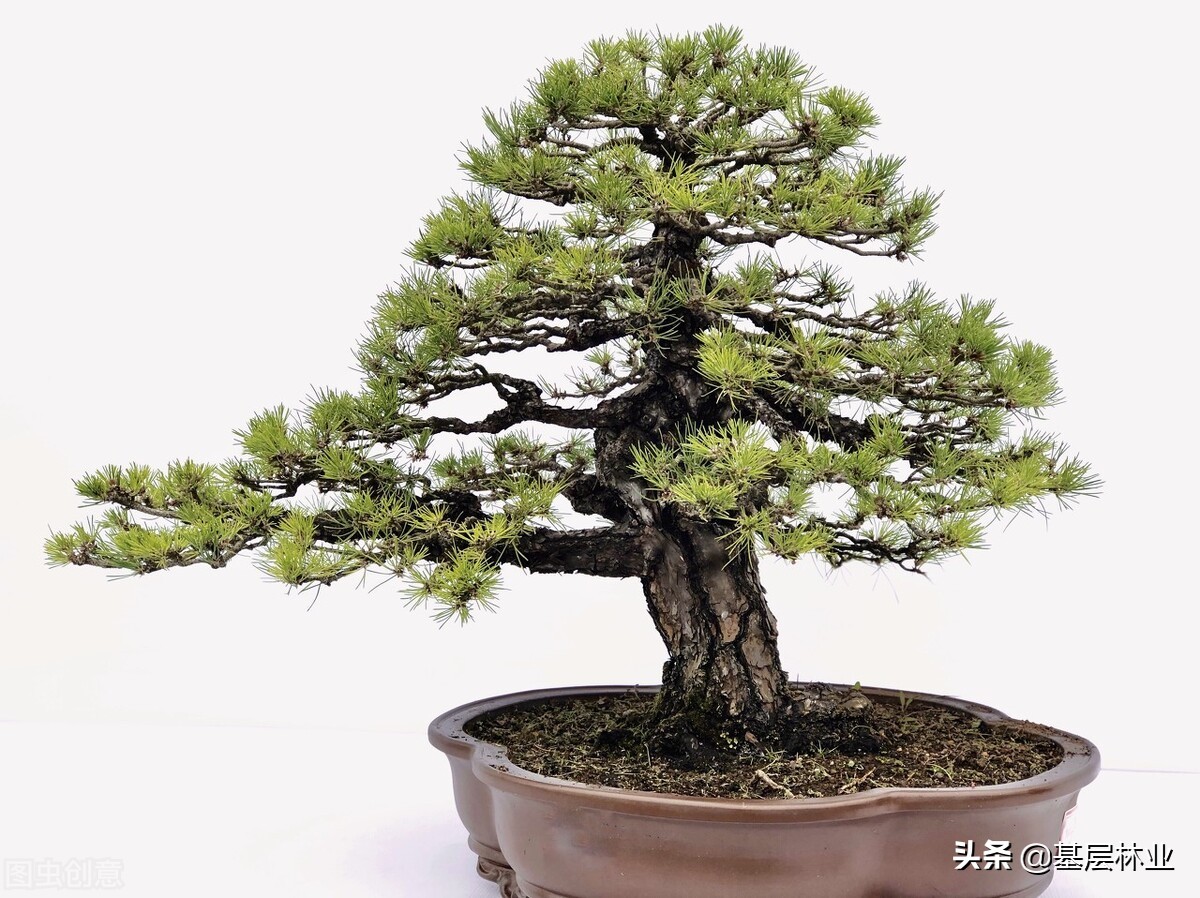 日本黑松与中国黑松的价格区别,三河黑松与普通黑松有什么区别