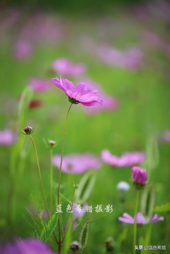 摄影波斯菊花海,上虞城南江上花海