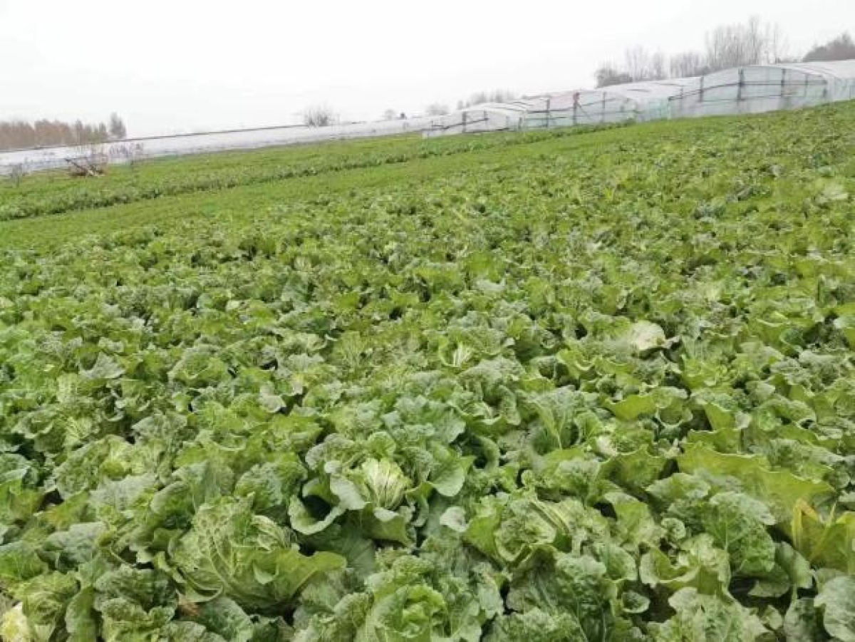 关爱你我他(她)·温暖千万家┃公益助农温暖过冬共青团郑州市委携手这家爱心企业购买9.5万余斤蔬菜