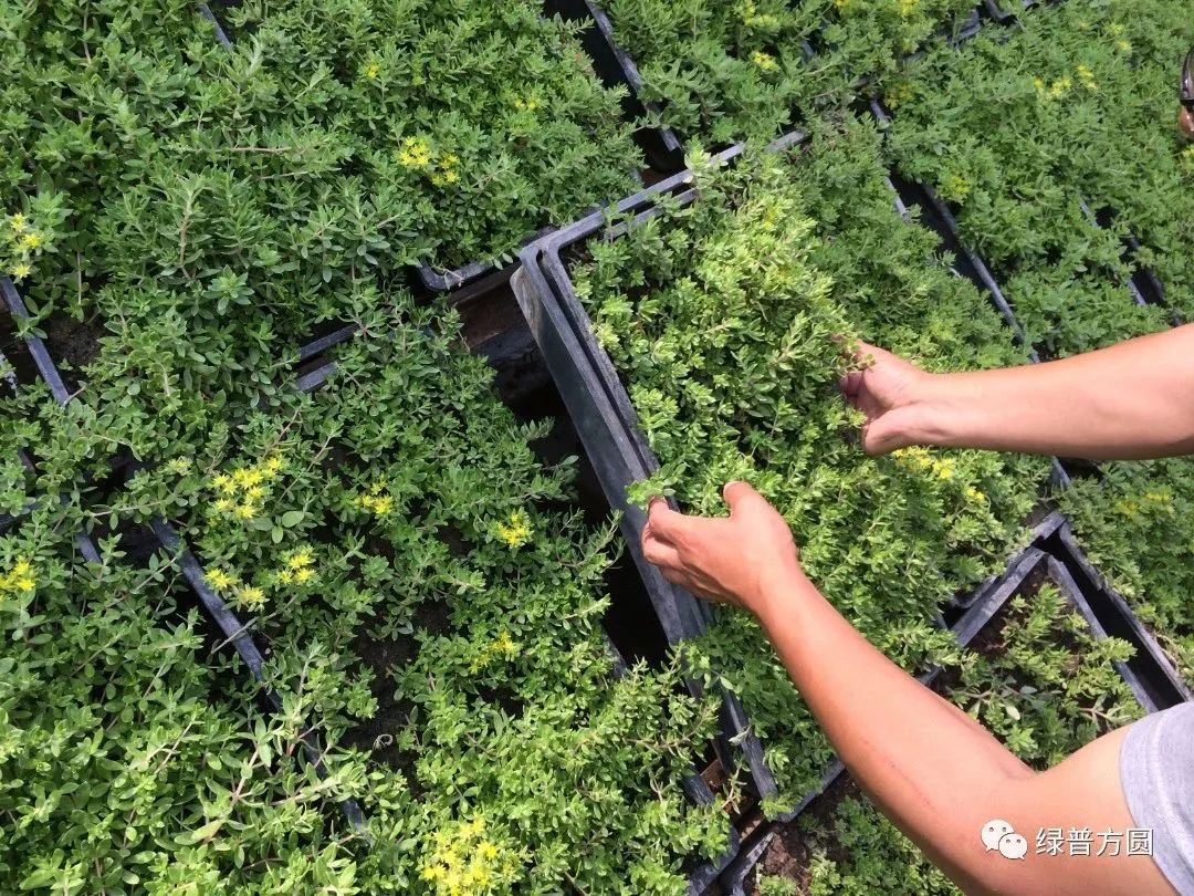 垂盆草在花境中的应用,垂盆草的功效与应用