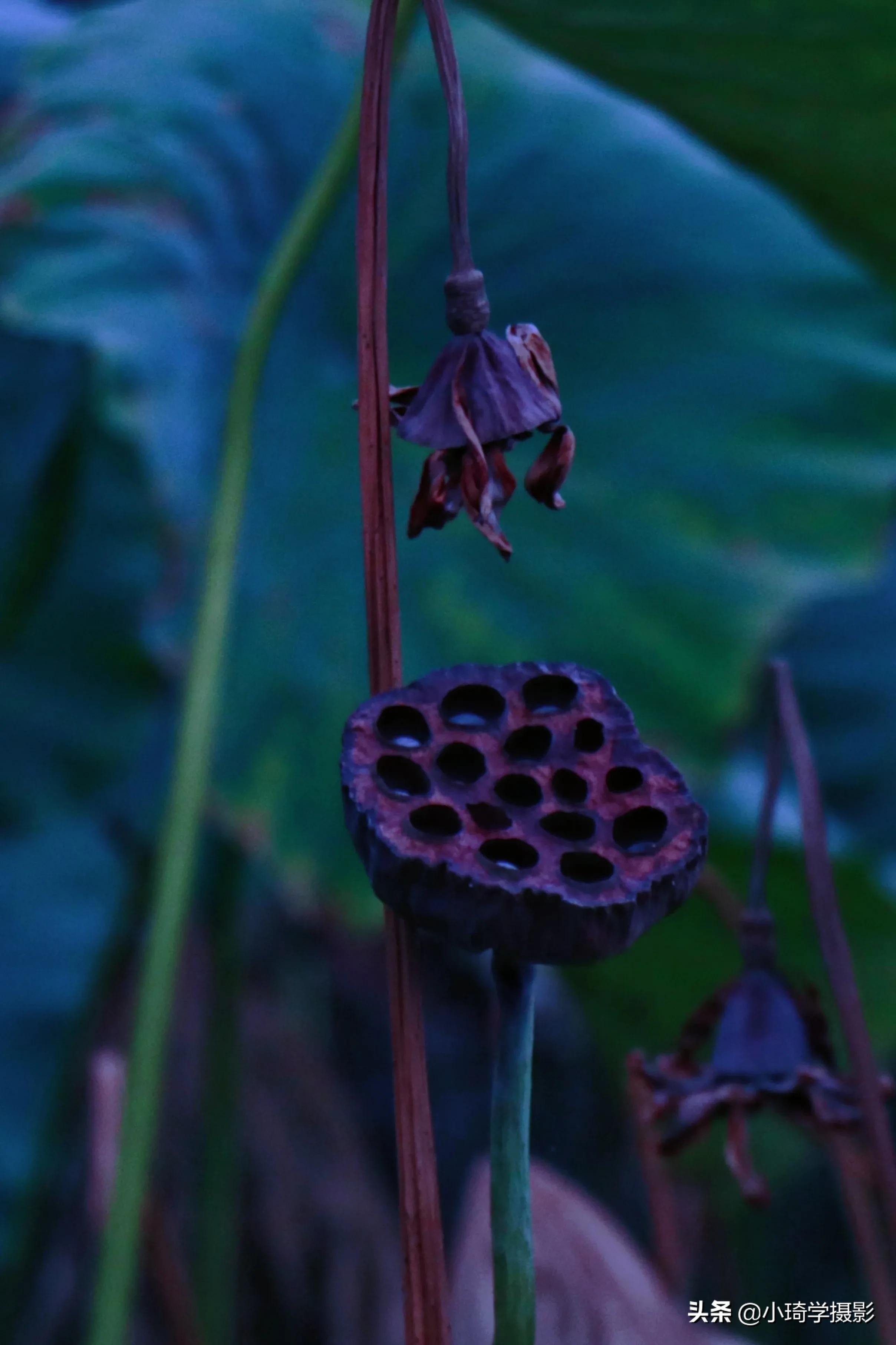 拯救废片的视频模板,拯救废片