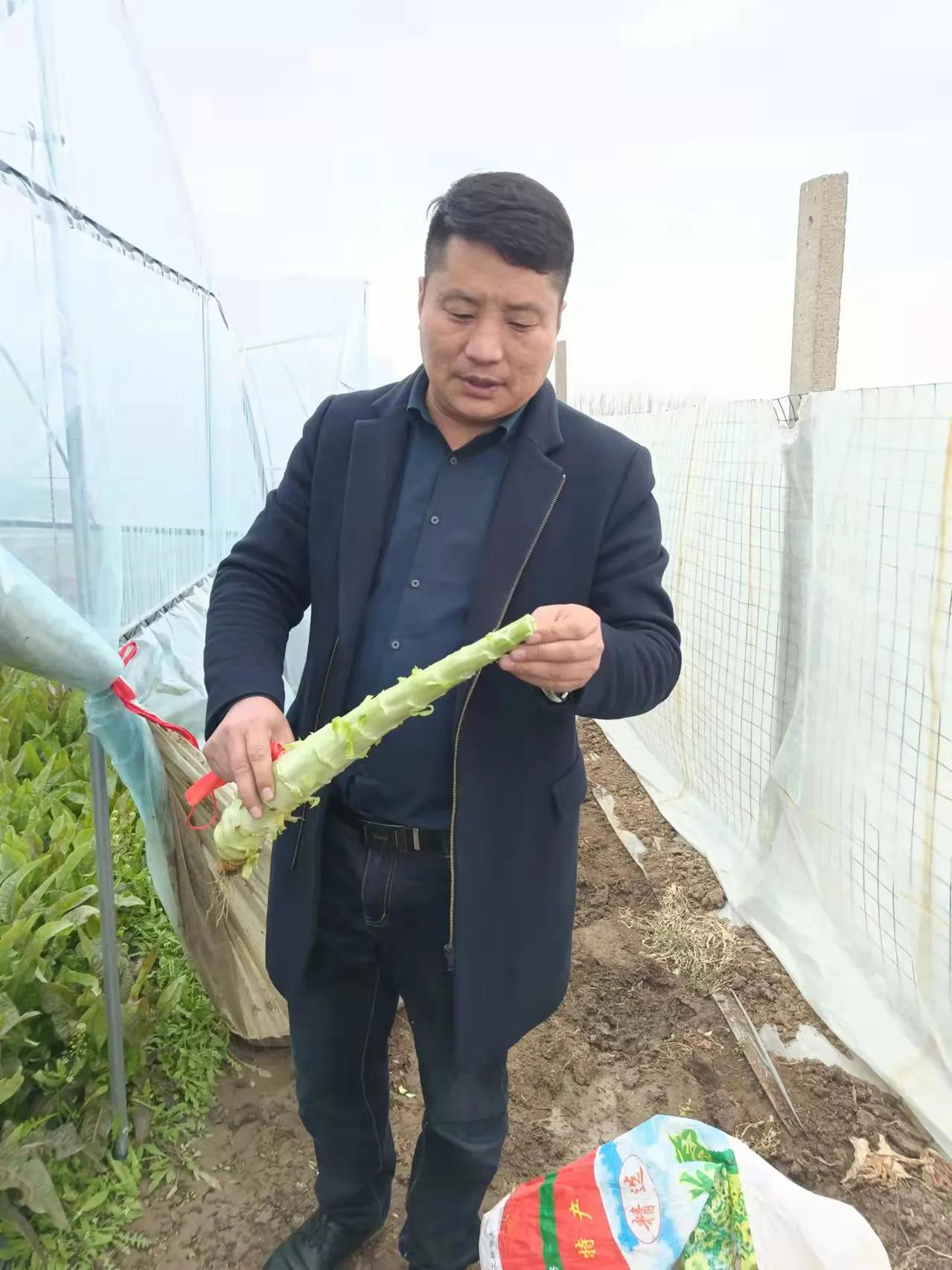 王振辉简历,王振辉