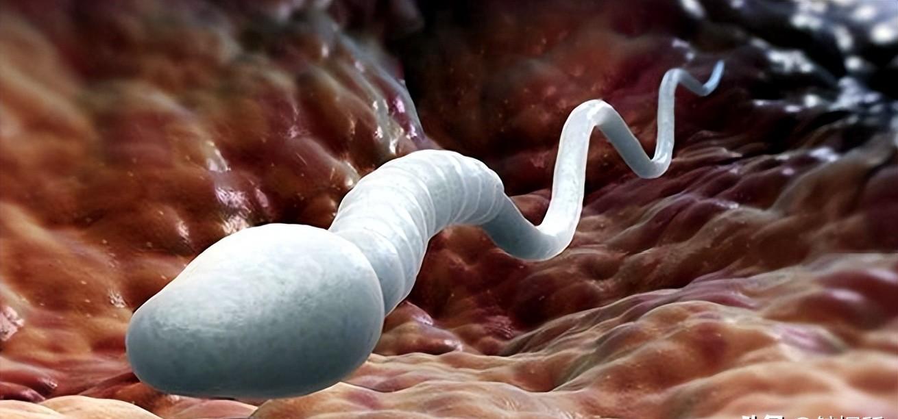 发现精子的科学家,科学家精子运动违背牛顿第三定律