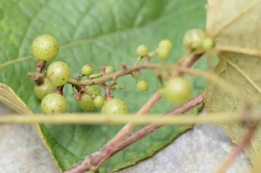 美得令人惊艳的花,世上最美的十种花样子