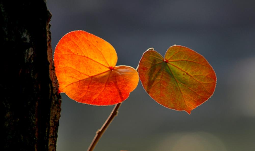 最孤独的境界无人与我立黄昏,人生最大的孤独莫过于