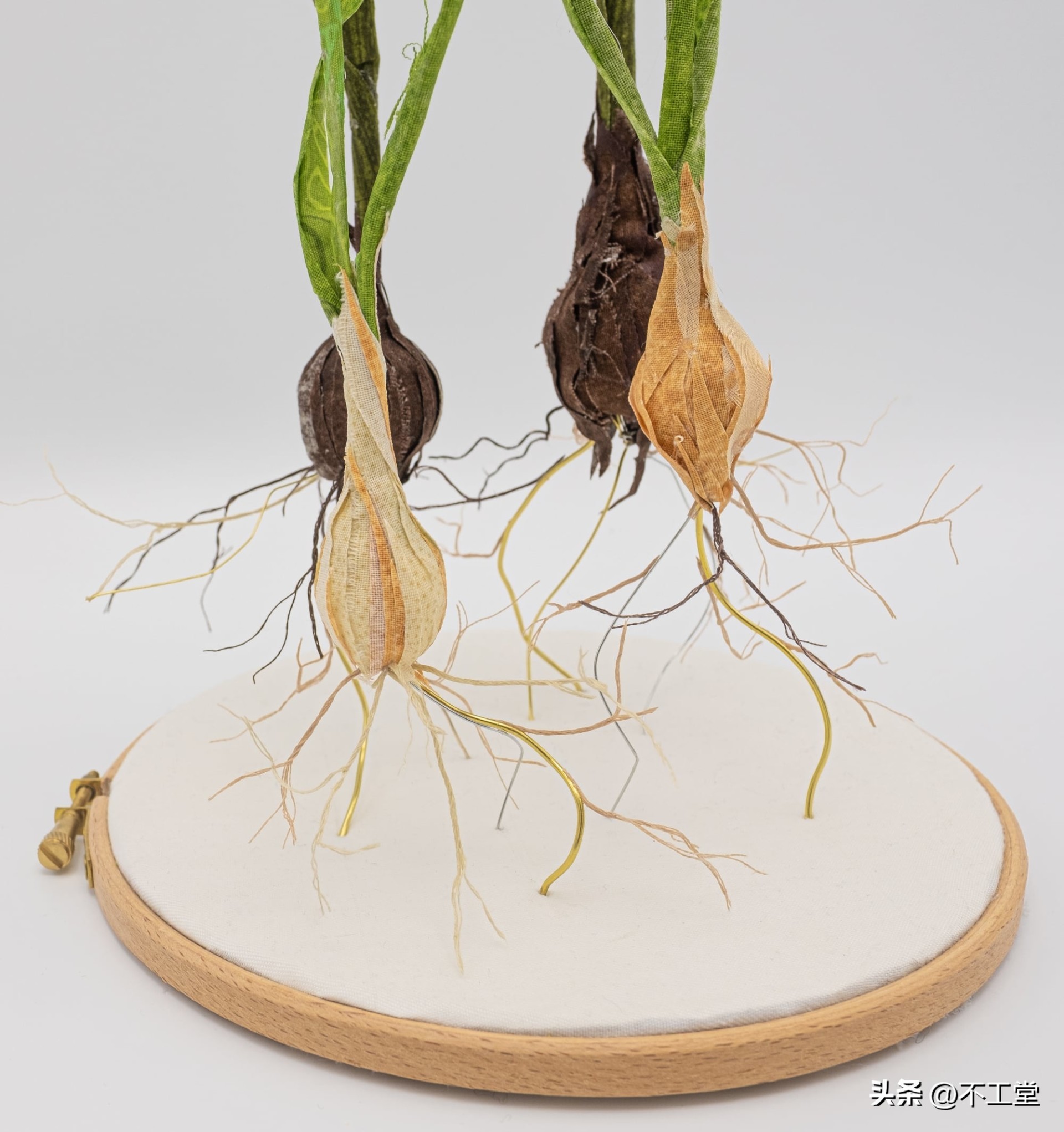 用植物标本做手工,手工压花康乃馨植物标本