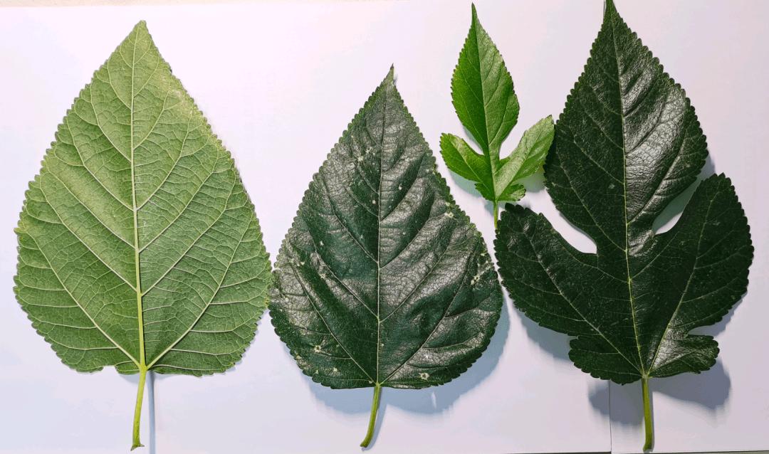 桑叶具有疏散风热清肺润燥,桑叶茎的功效与主治