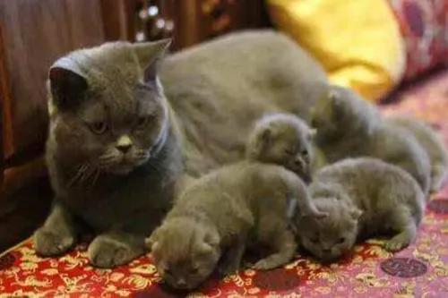 猫咪产后能洗澡吗,猫咪产后怎么清理