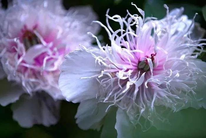 银丝贯顶牡丹只有一棵吗,珍贵牡丹花银丝贯顶