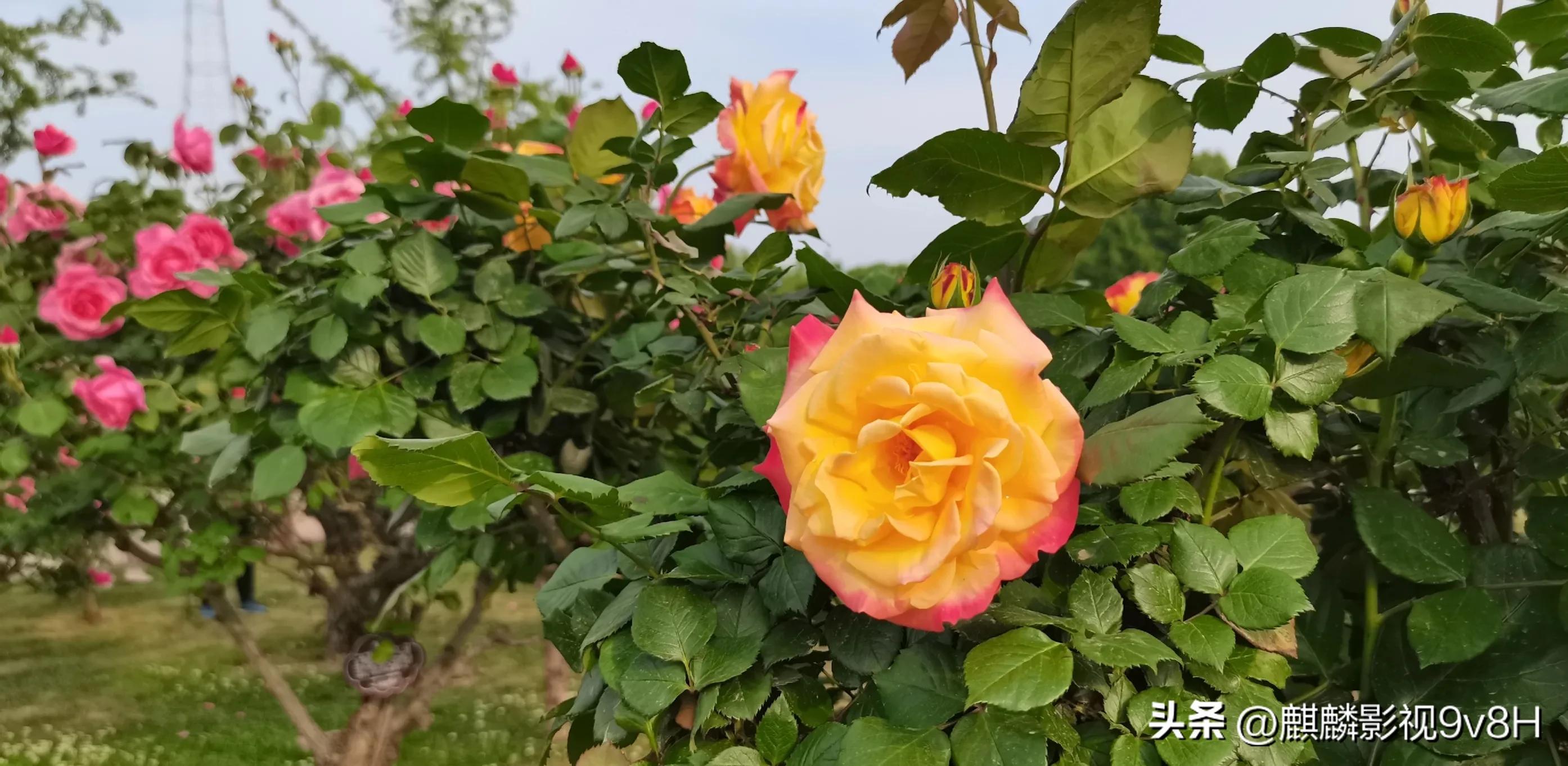 兴趣是最好的老师英文,兴趣是最好的老师原句