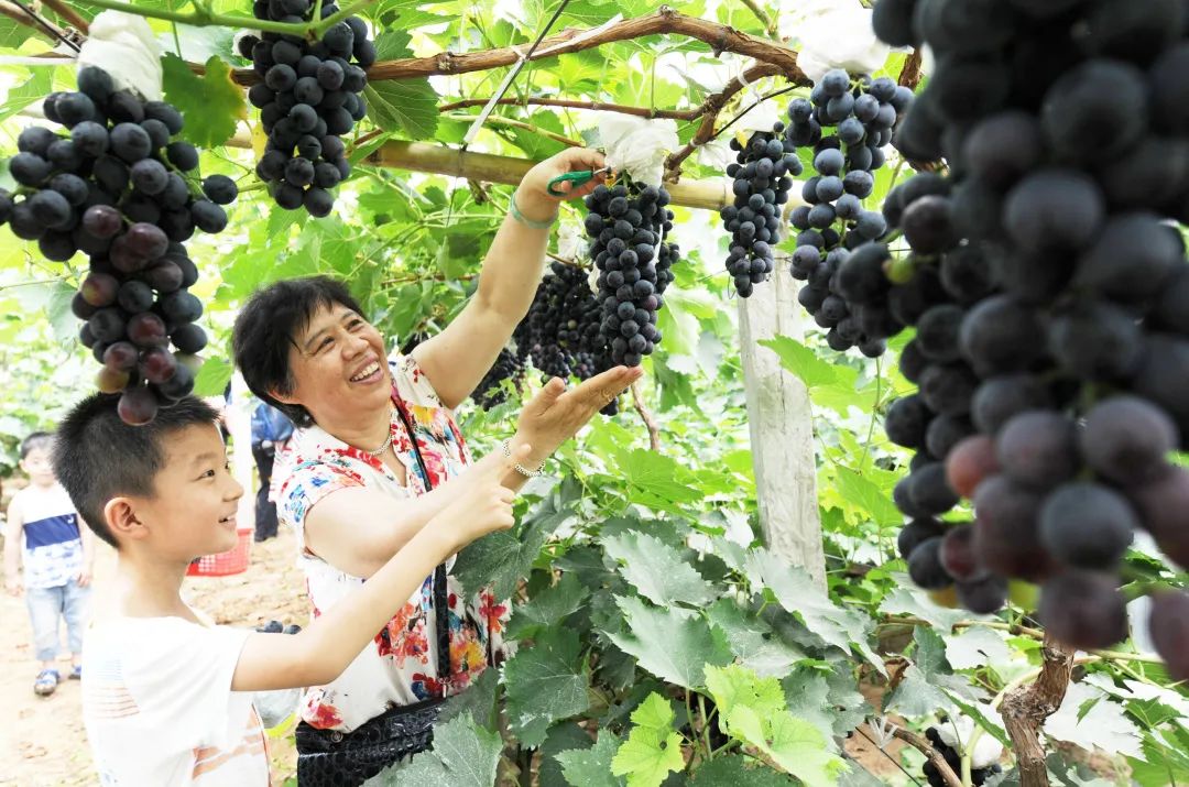 想知道致富密码？走，来这个镇看看～