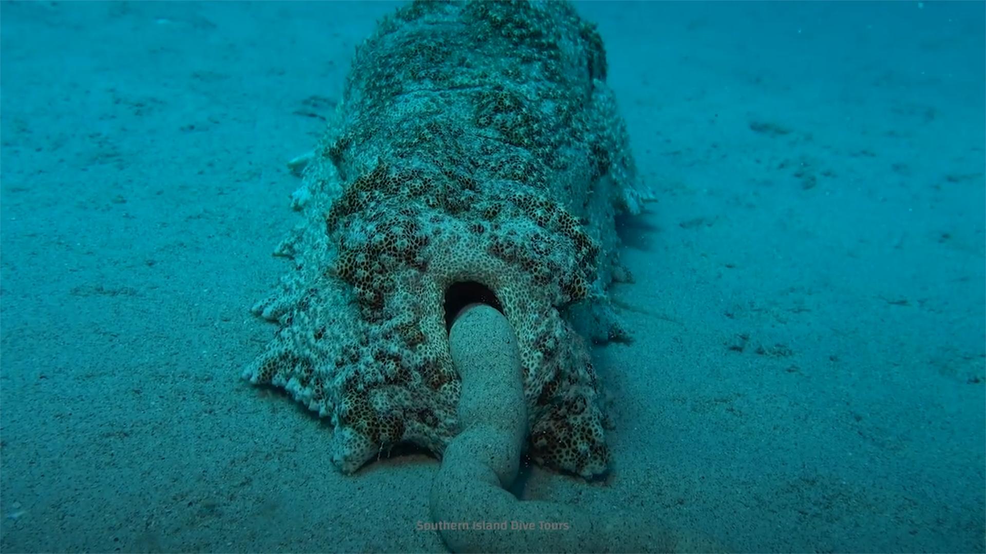 隐鱼和海参是什么关系,隐鱼和海参真实影像