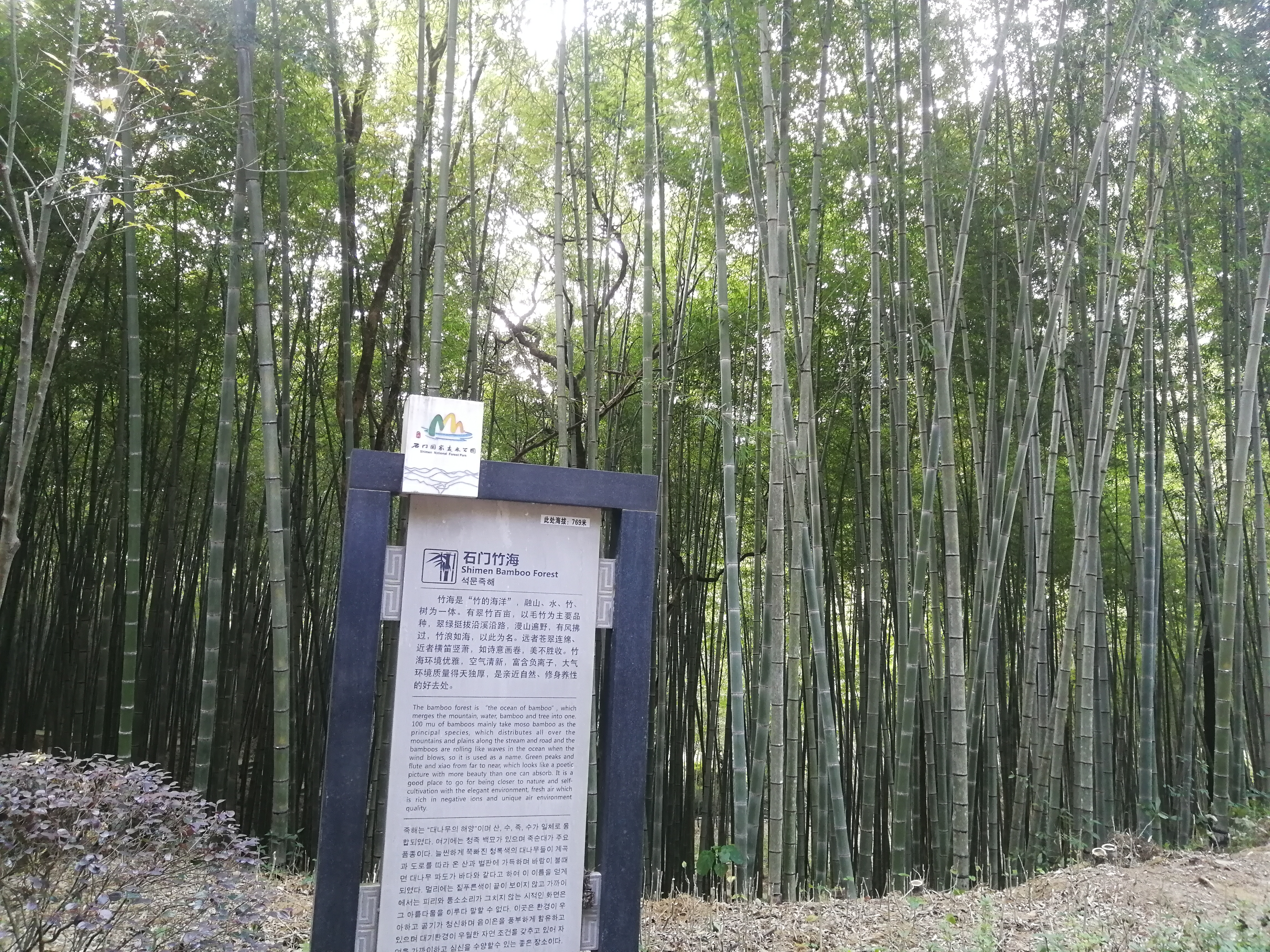 石门森林公园樱花谷交通线路,从化石门公园枫叶