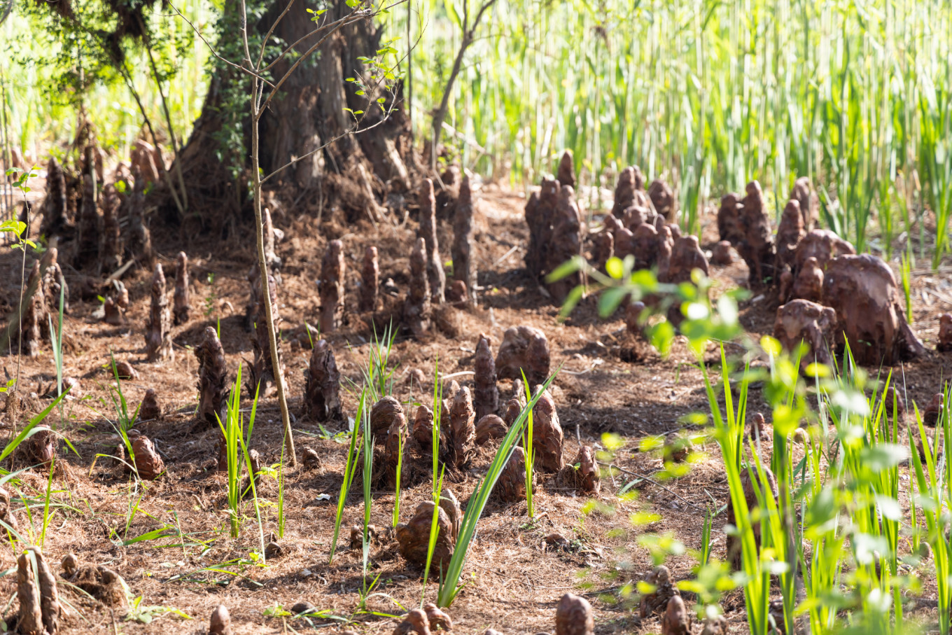 春日下江南杭州,泰州一日游攻略美食