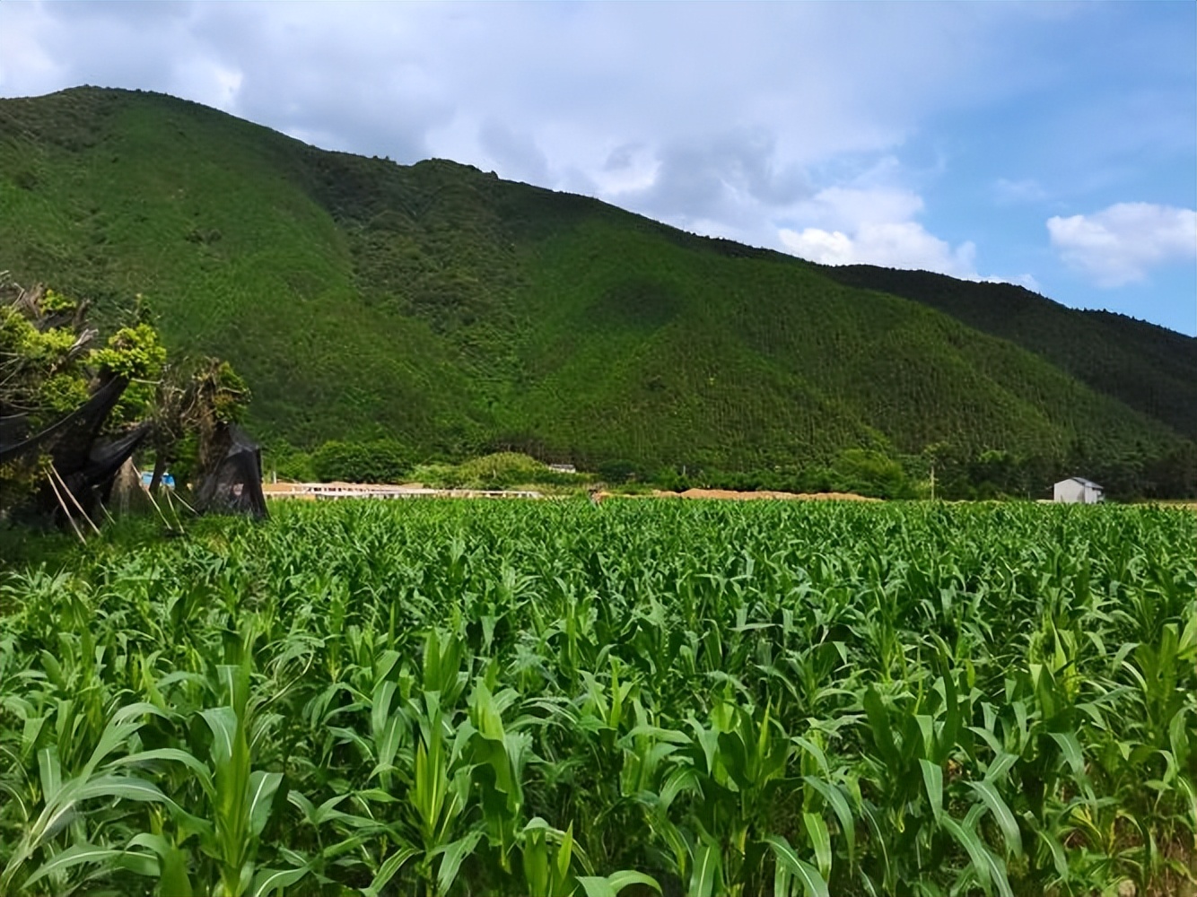 玉米在我国粮食安全中地位,当前玉米是我国第一大粮食作物