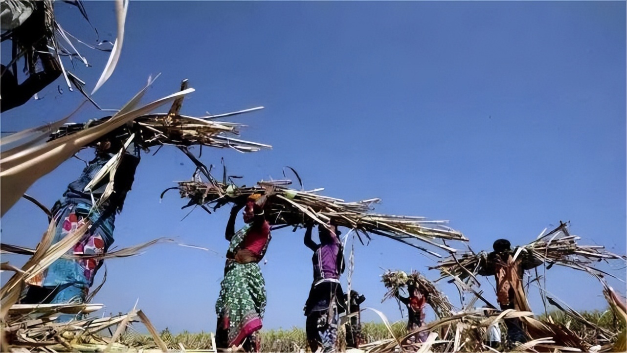 惨！为了防止月经影响工作，印度十几万甘蔗女工被哄骗切掉子宫