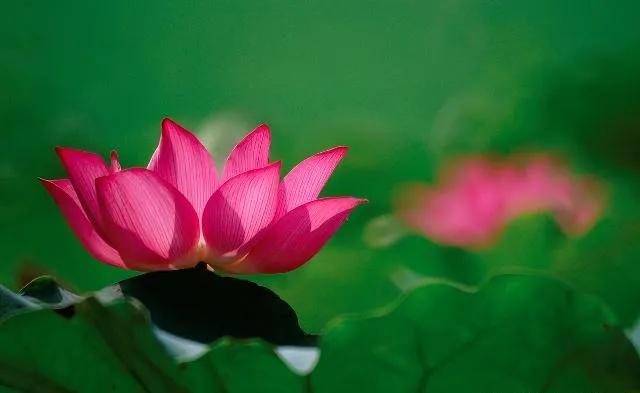 人生百味谁能不累熬过就是重生,人生百味谁能不累熬过了就是重生