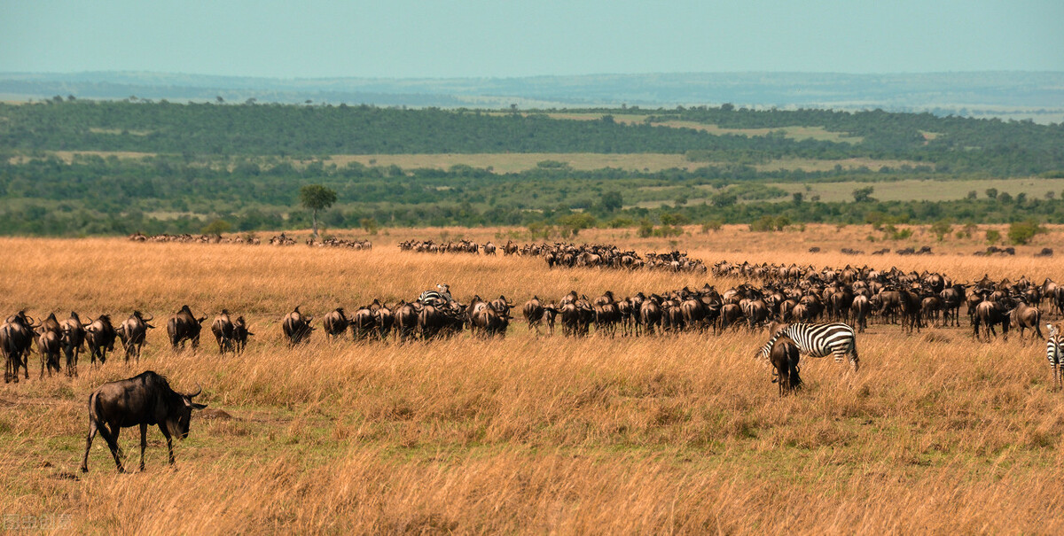 抄书打卡第10天～调侃南非世界杯
