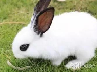 适合养在家里的小宠物兔子,可爱的小兔子宠物怎么养